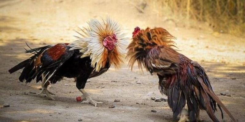 Sảnh đá gà OPEN88 đón đầu xu hướng cá cược mới 2026